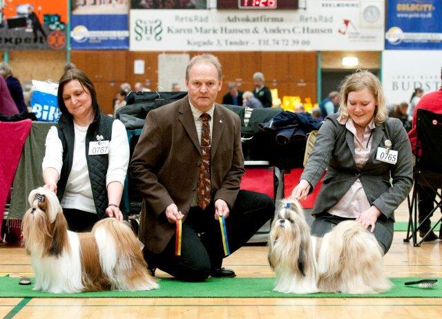 shih Tzu Danmark